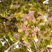 Herzogianthus vaginatus - Photo (c) Leon Perrie, some rights reserved (CC BY), uploaded by Leon Perrie
