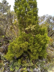 Lepidothamnus intermedius