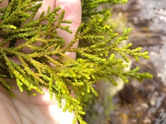 Lepidothamnus intermedius