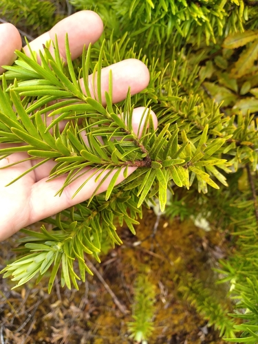 Image of Halocarpus kirkii by (c) Leon Perrie, some rights reserved (CC BY)