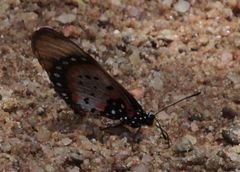Acraea acara