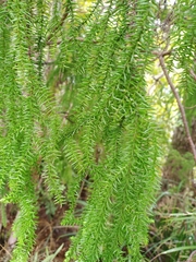 Lepidothamnus intermedius