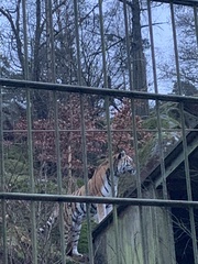 Panthera tigris altaica