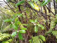 Pittosporum huttonianum