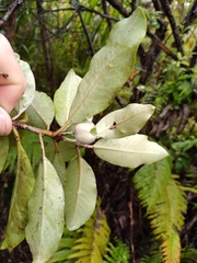 Pittosporum huttonianum