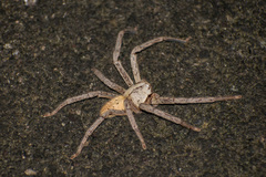Araneae