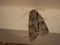 Turnerinycta phaeocosma