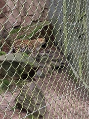 Panthera pardus orientalis