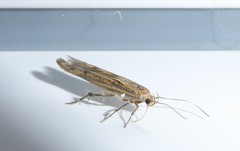 Stathmopoda plumbiflua