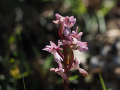Orchis mascula laxifloriformis