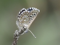 Pseudophilotes abencerragus