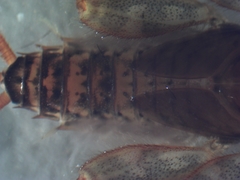 Maccaffertium mediopunctatum