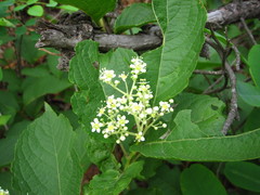 Tripterygium regelii