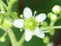 Tripterygium regelii