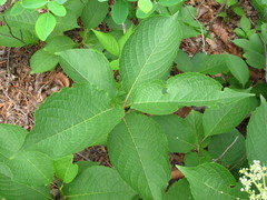 Tripterygium regelii