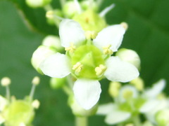 Tripterygium regelii