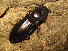 Selatosomus coreanus