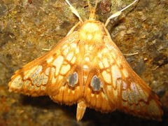 Neoanalthes contortalis