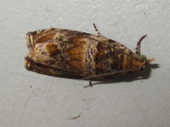 Celypha