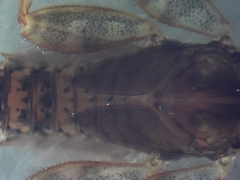 Maccaffertium mediopunctatum