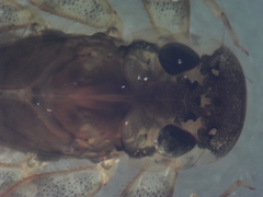 Maccaffertium mediopunctatum