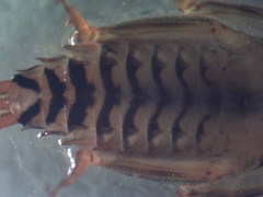 Maccaffertium mediopunctatum