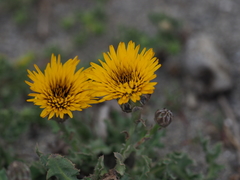 Reichardia