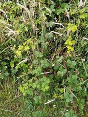Rubus conjungens