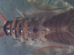 Maccaffertium mediopunctatum mediopunctatum