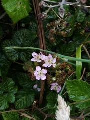 Rubus conjungens