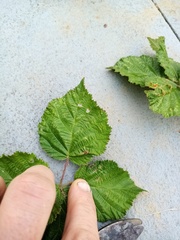 Rubus conjungens