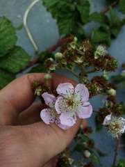 Rubus conjungens