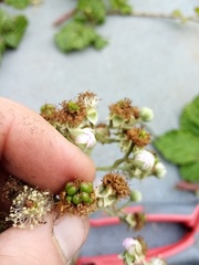 Rubus conjungens