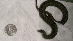 Clonophis kirtlandii