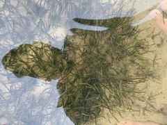 Cymodoceaceae