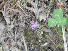 Campanula lusitanica