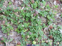 Trifolium hirtum