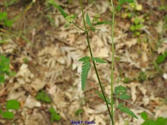 Chaerophyllum nodosum