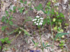 Chaerophyllum nodosum