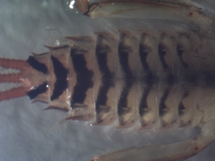 Maccaffertium mediopunctatum mediopunctatum