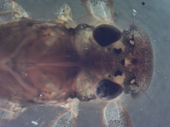 Maccaffertium mediopunctatum mediopunctatum