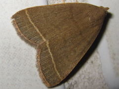 Simplicia rectalis