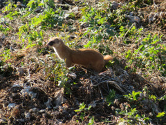 Mustela itatsi