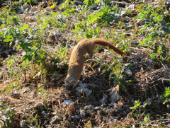 Mustela itatsi