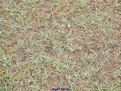 Pilosella castellana