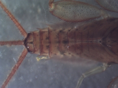 Maccaffertium modestum