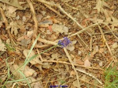 Centaurea graminifolia