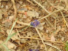 Centaurea graminifolia