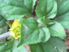 Lysimachia japonica