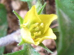 Lysimachia japonica